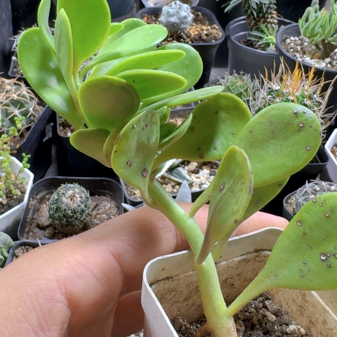 866悬垂千里脱土发货