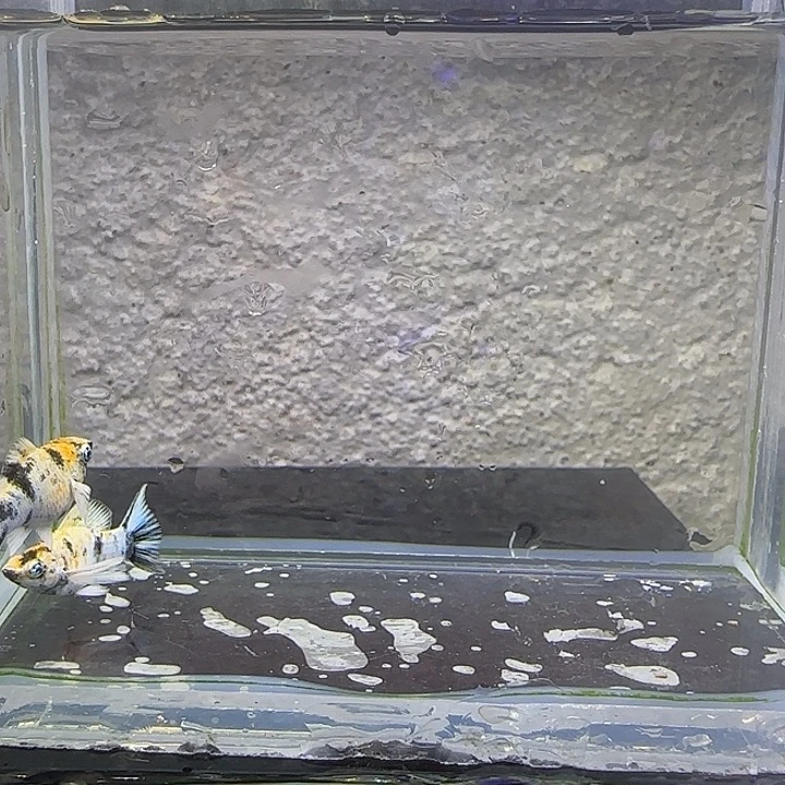 孔雀鱼红头玛丽燕尾钻眼。f1。10号