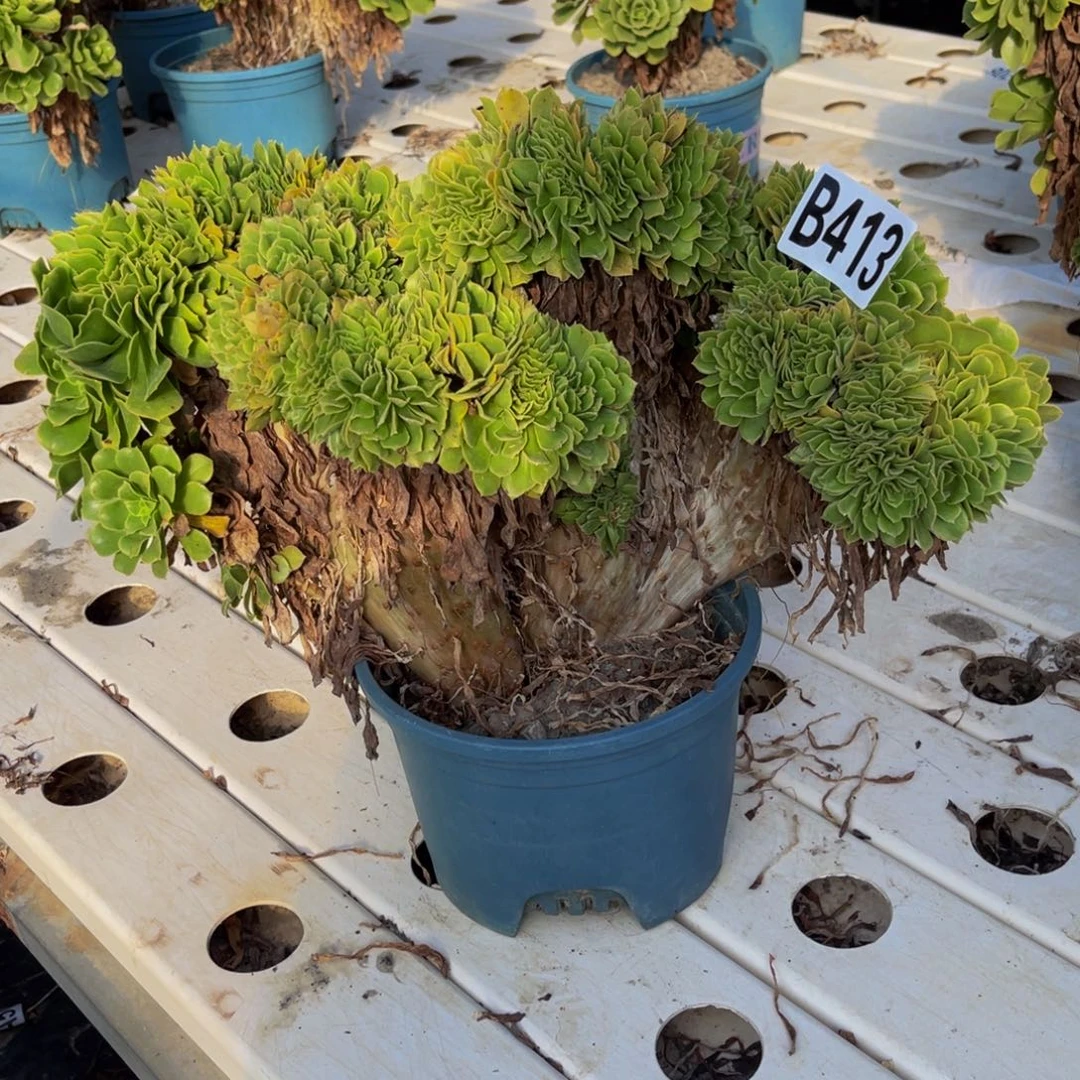 绿杨蓉7///////14包邮