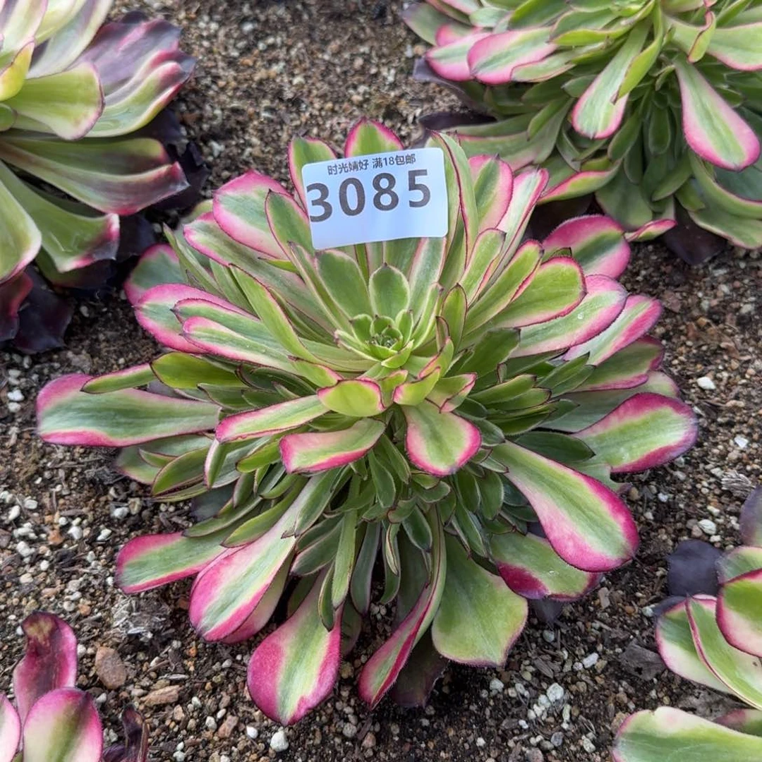 骆*3085霁月变异寄养到秋