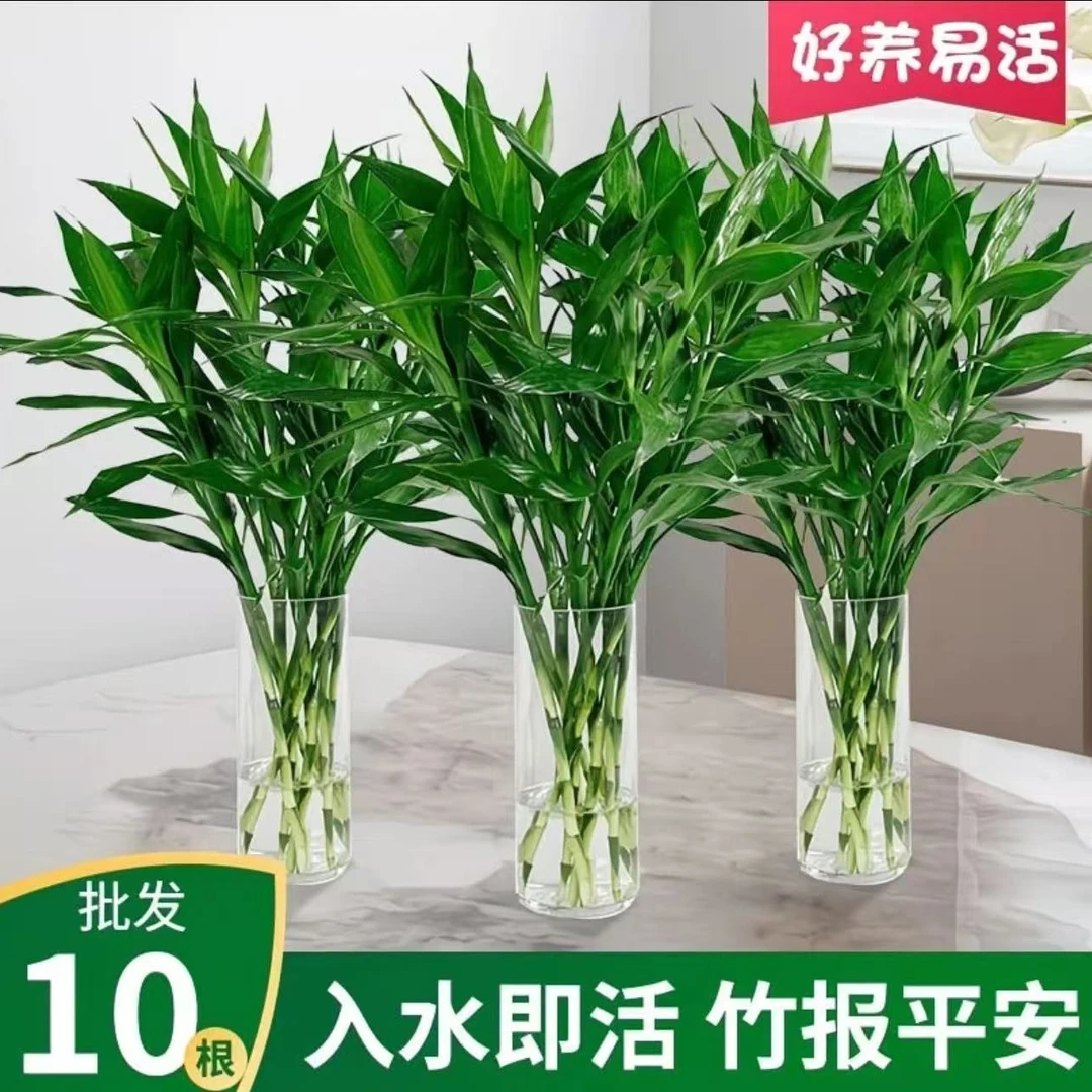 【基地精选】【水培富贵竹】室内客厅绿植办公室好养净化空气除甲醛