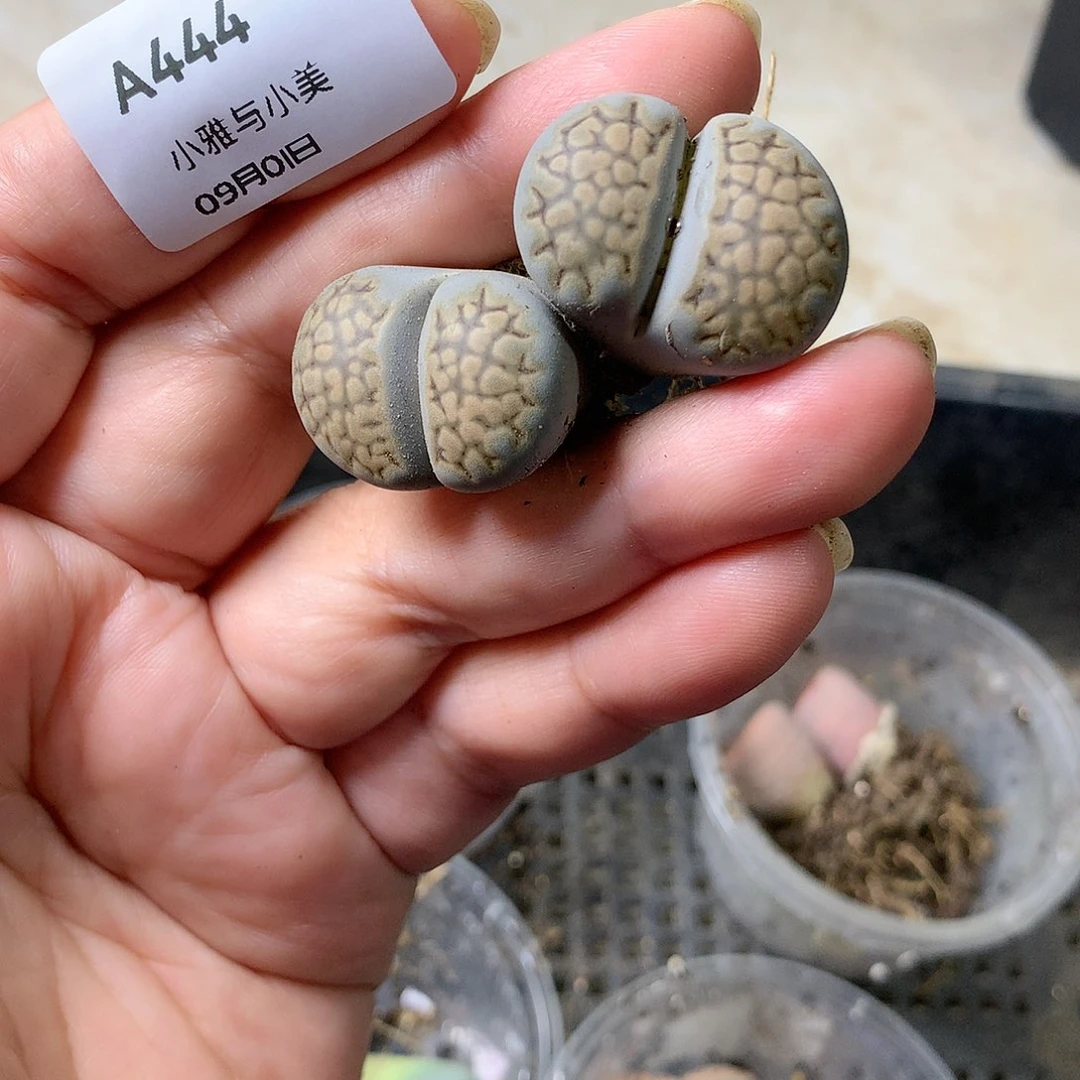 +A444多肉植物保护研究所