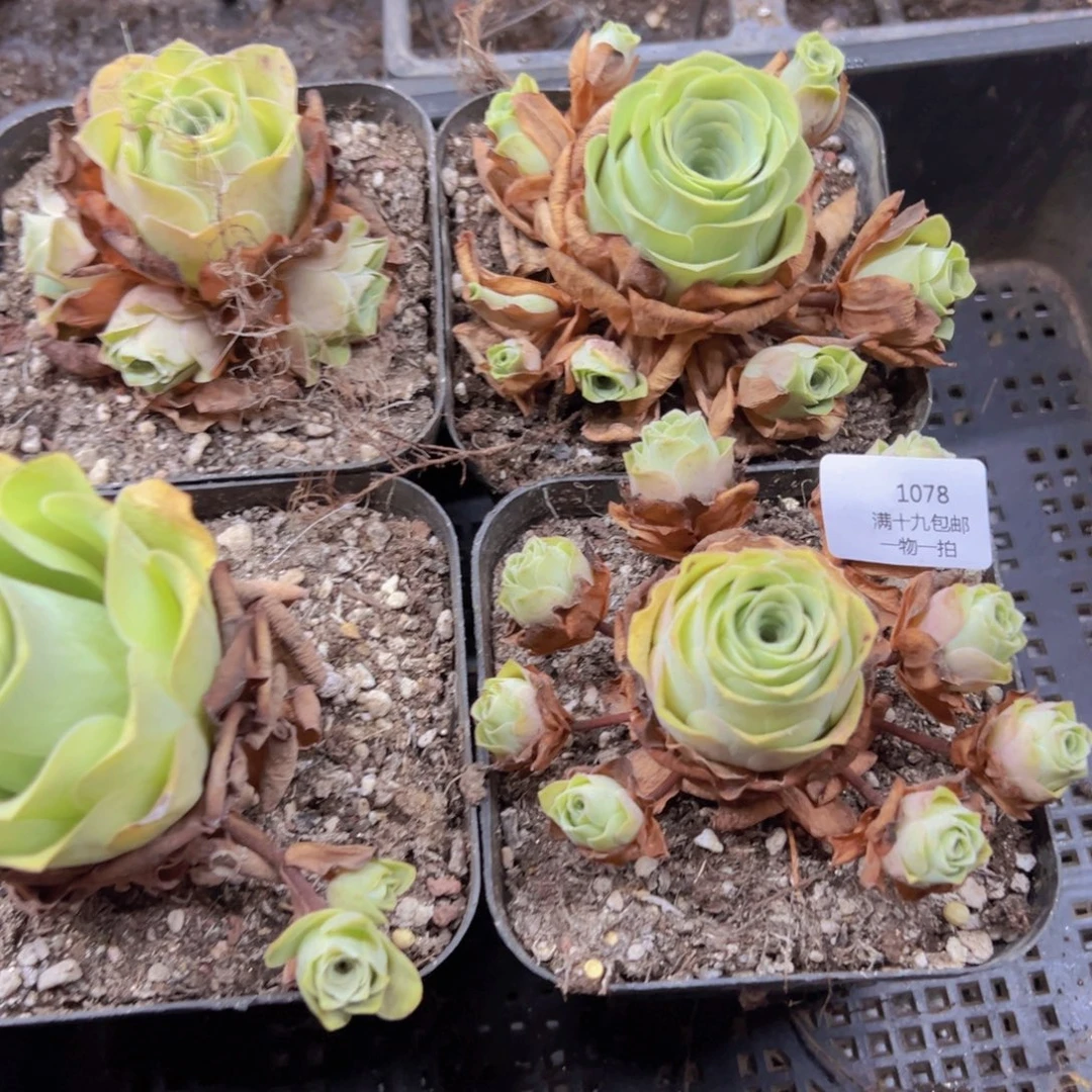 侧牙掉了不包损无售后1078