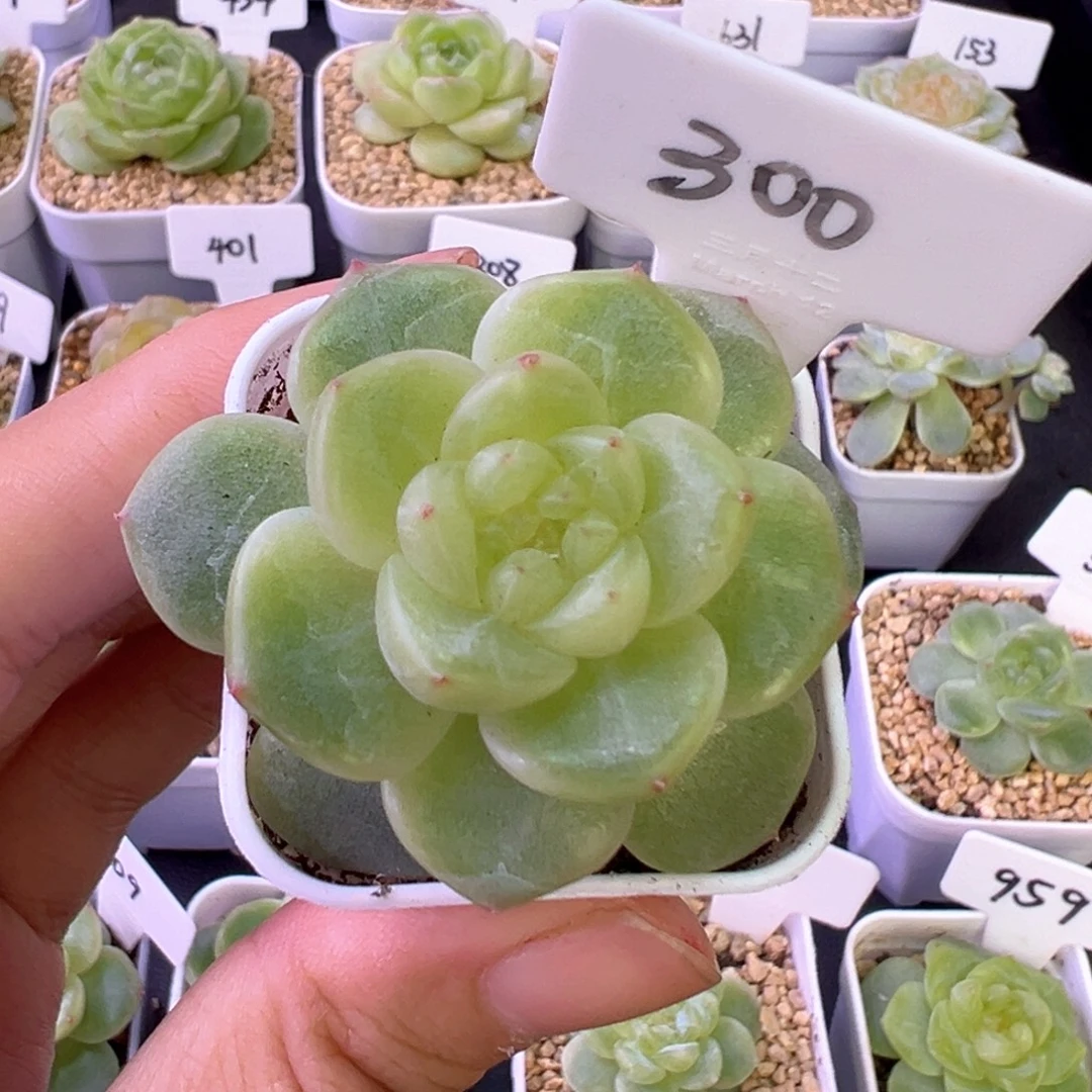 人***花300号甜心628 晗雨多肉