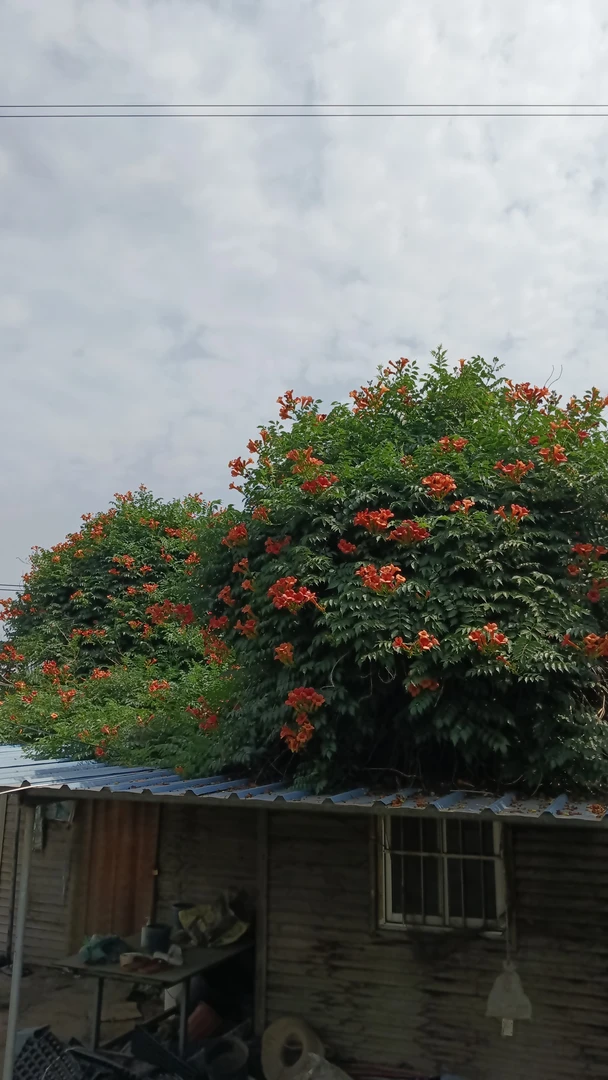 凌霄花苗攀援盆栽爬藤花卉适合别墅庭院阳台花园种植