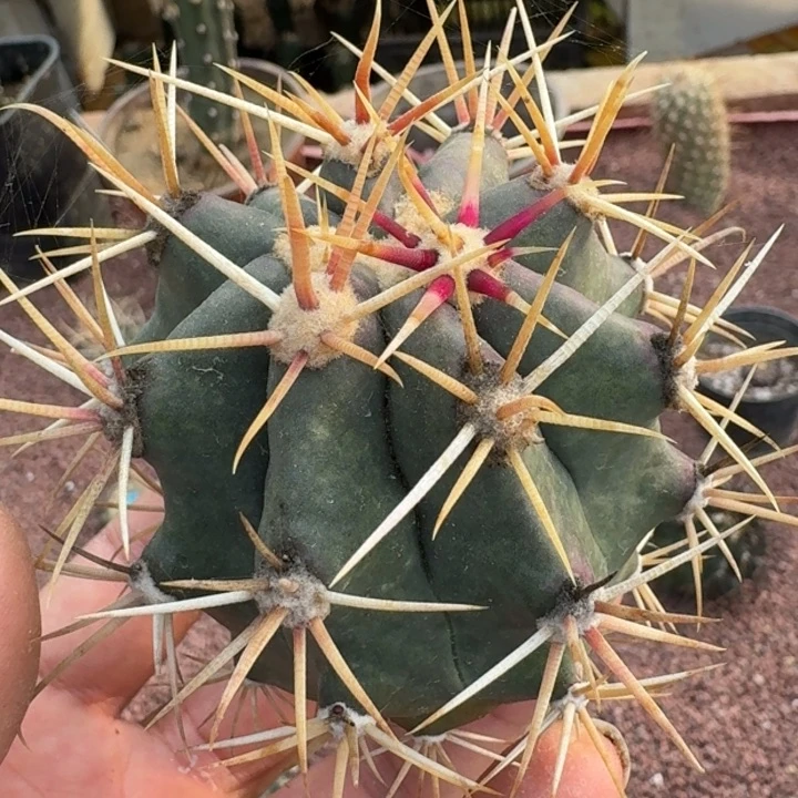 红洋丸无根566666666