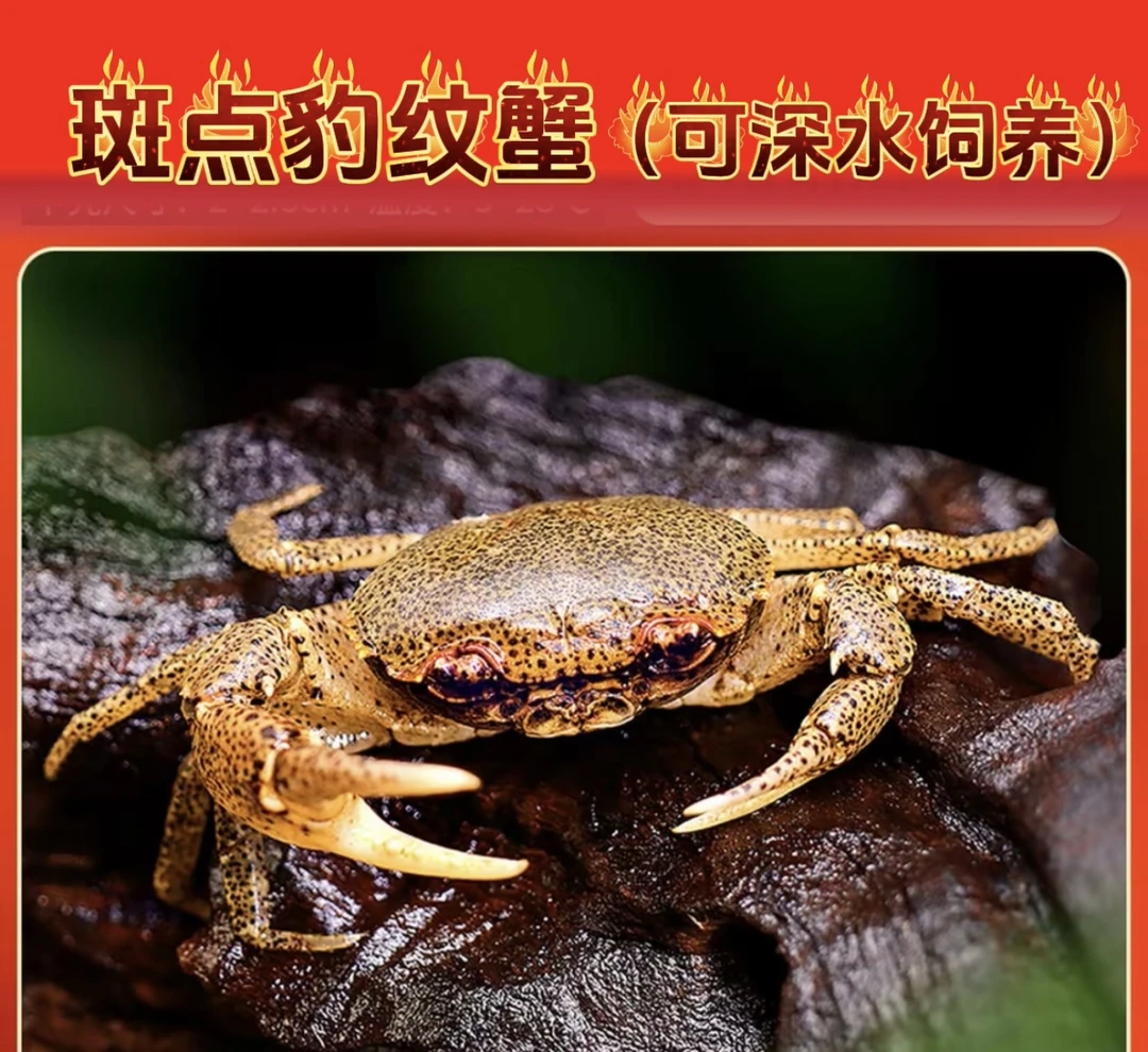 原生豹点芝麻豹纹迷你淡水吃虫除藻清洁底栖观赏蟹