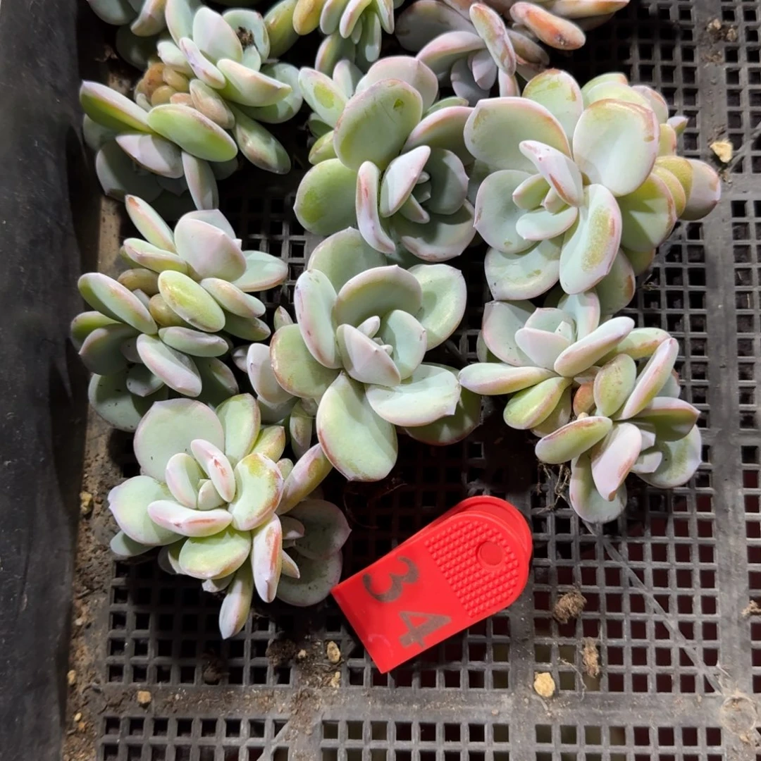 奶茶一物一拍10颗双头一起