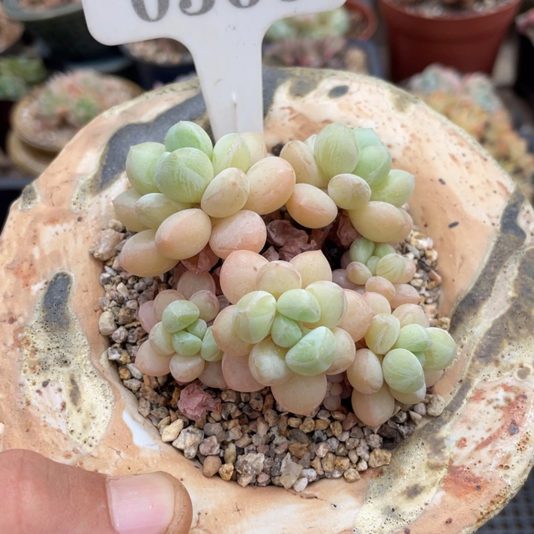 0366泡泡糖不带盆8厘米