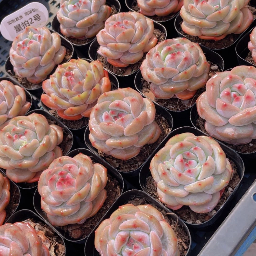 量拍2号紫皮石榴籽星影单头两个