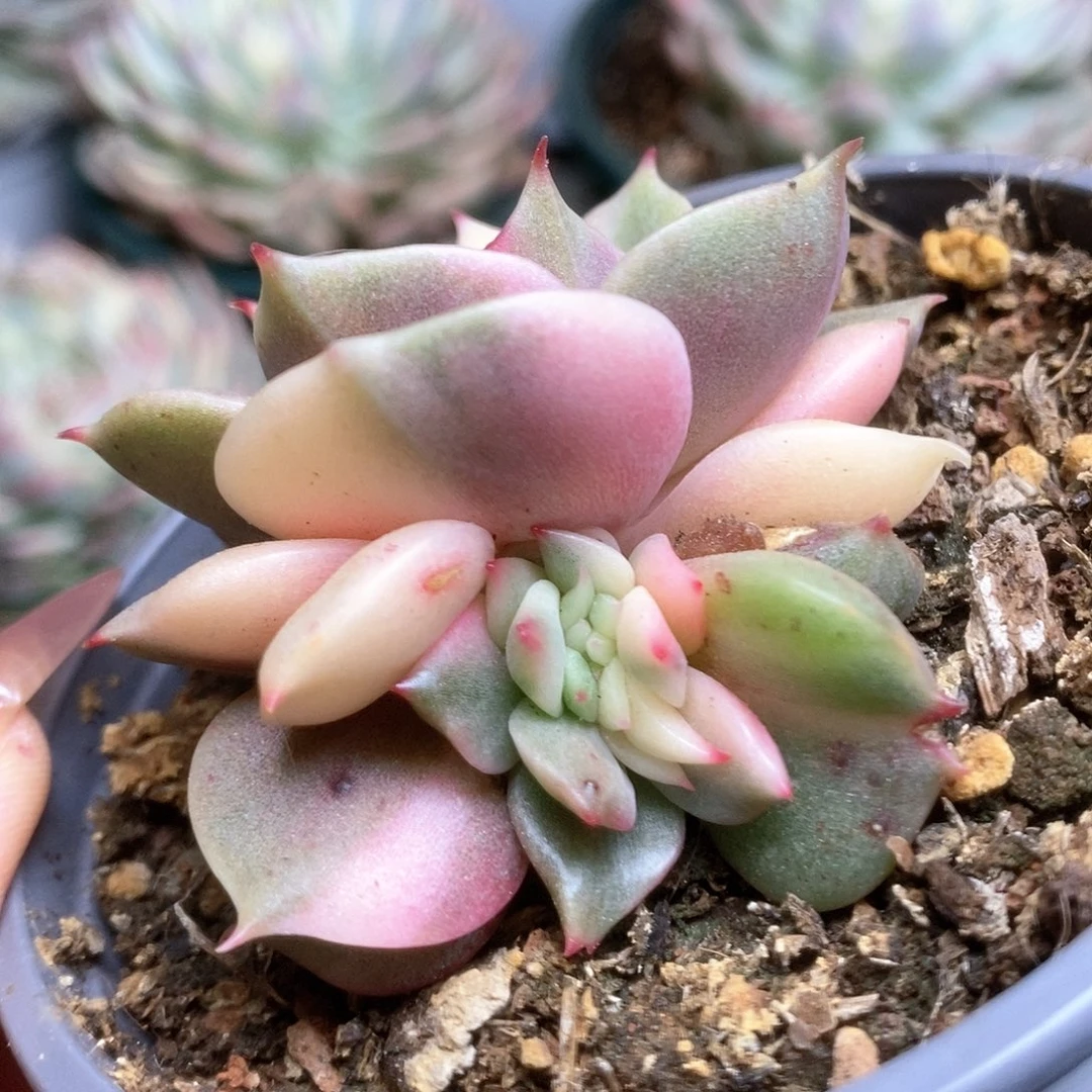 052缀化贝加尔湖锦