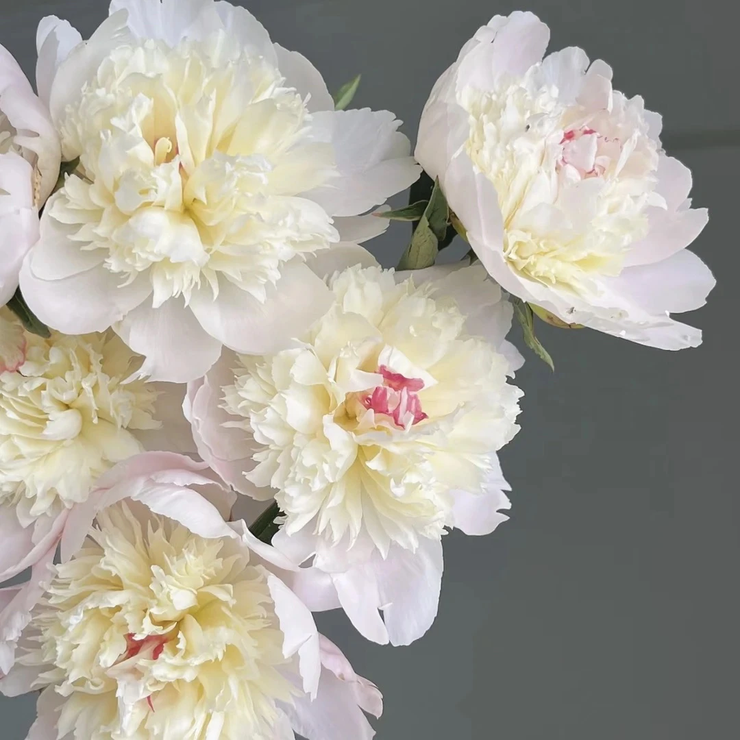 【邮政助农补贴】520礼物凤羽落金池头茬芍药豌豆公主鲜切花G