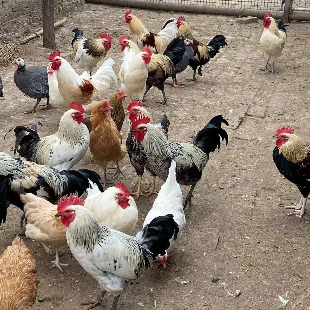 一宠物鸡   花柴鸡崽顺丰包邮包活
