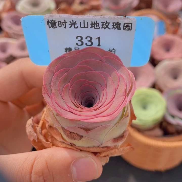 山地玫瑰331裸根发货不售后