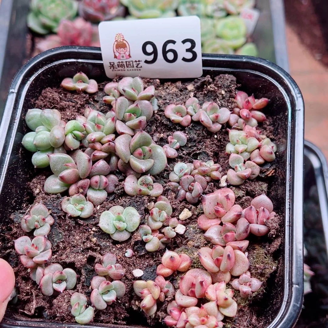 多肉植物多肉植物
