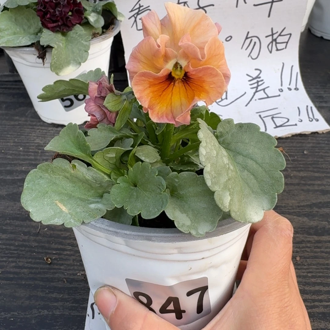 全部花朵847号曼波