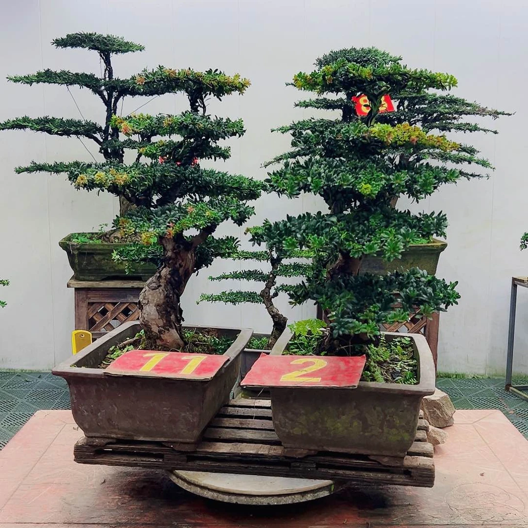 不开花植物罗汉松