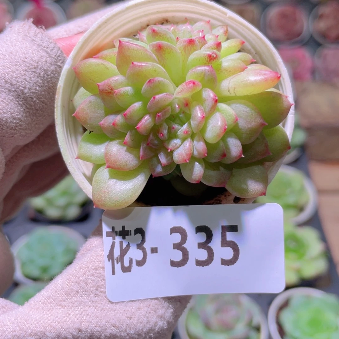 花利美 3-335新麦秆