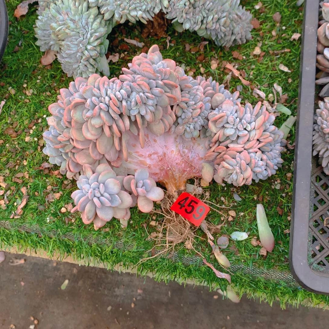 459橙子111111111111