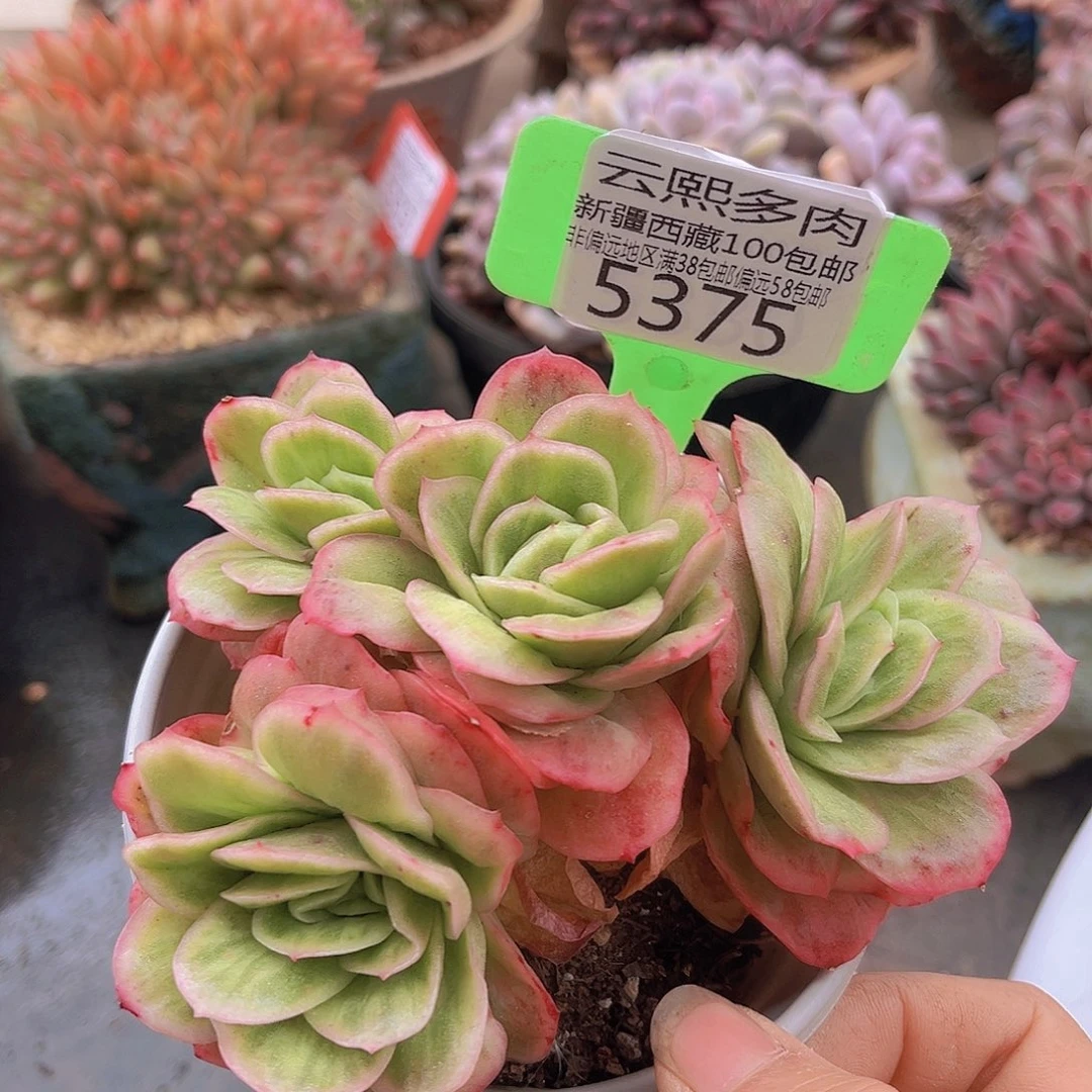 5375冰玫瑰锦多肉植物