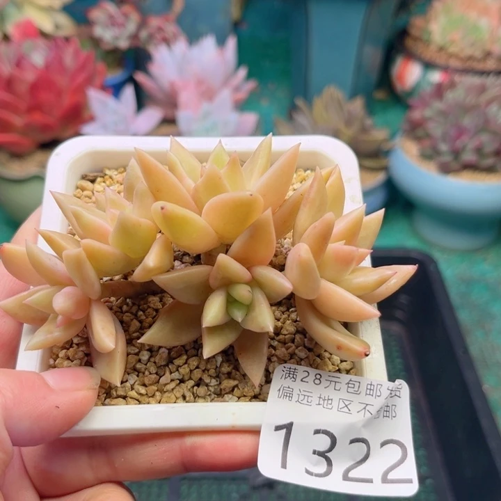 大1322；vxbcbvbbbb