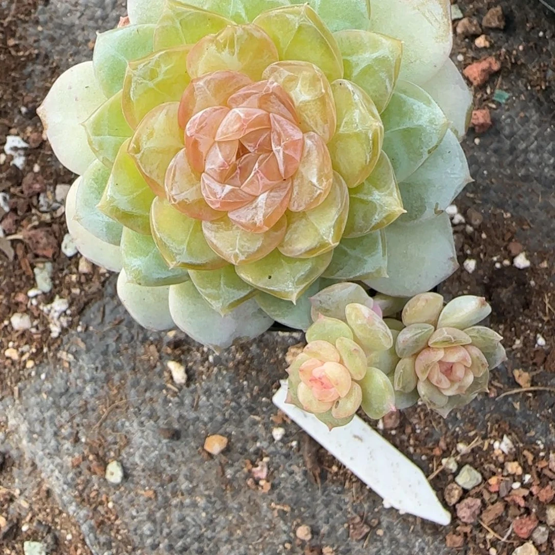 小卡拉米糖心一物一拍