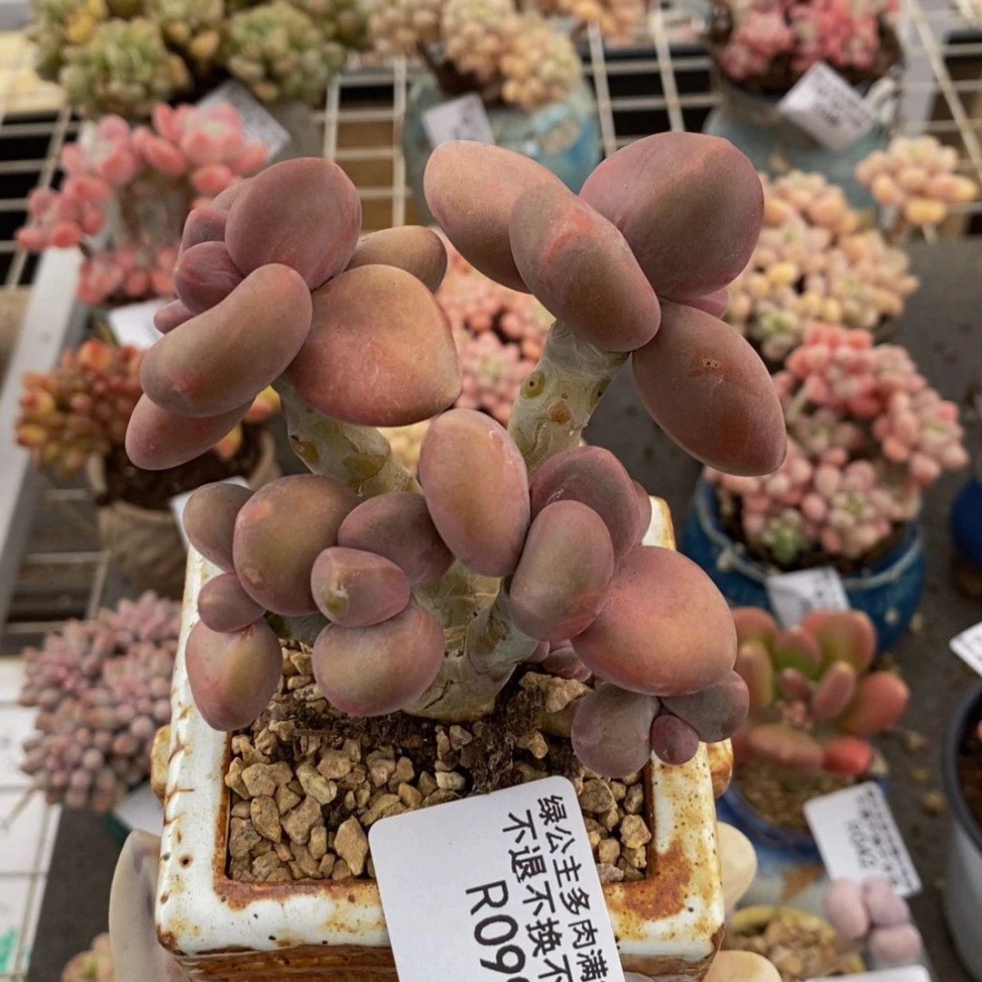 芒果奶坤金蟾kk奶099/9c m
