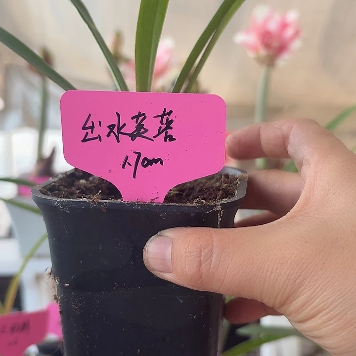 无花朵出水芙蓉朱顶红直径1.7