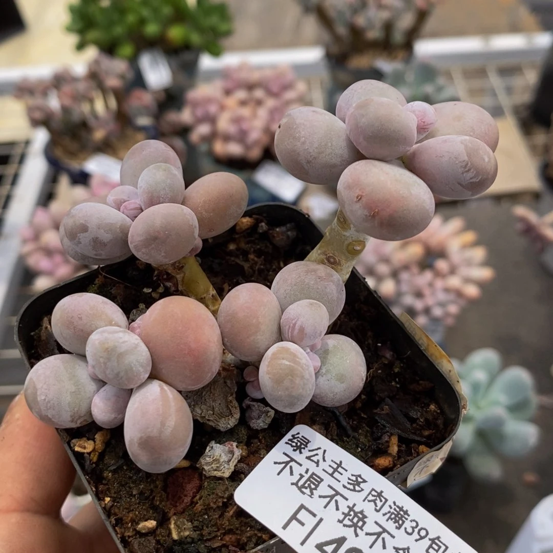 芭比奶酪498/8c m