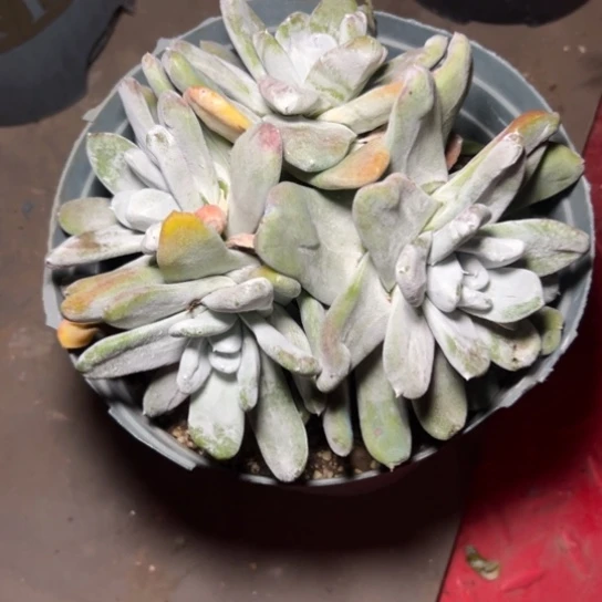 用****7谢谢宝～一物一拍7405