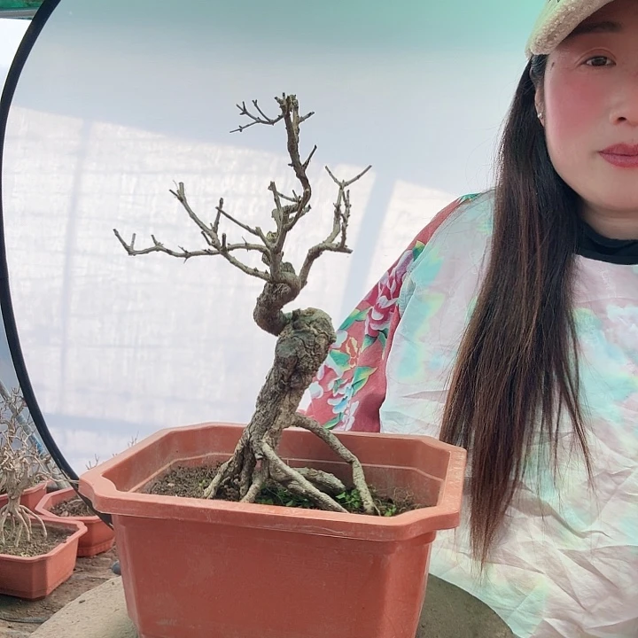 无花朵枣庄峄城冠世榴园石榴盆景