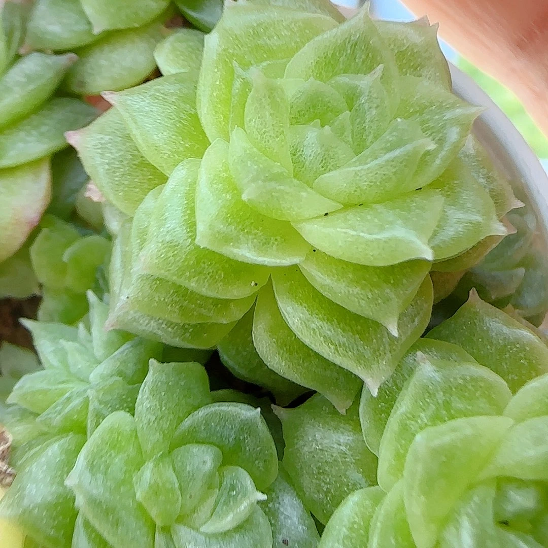 【闪购商品】1010-12孤品