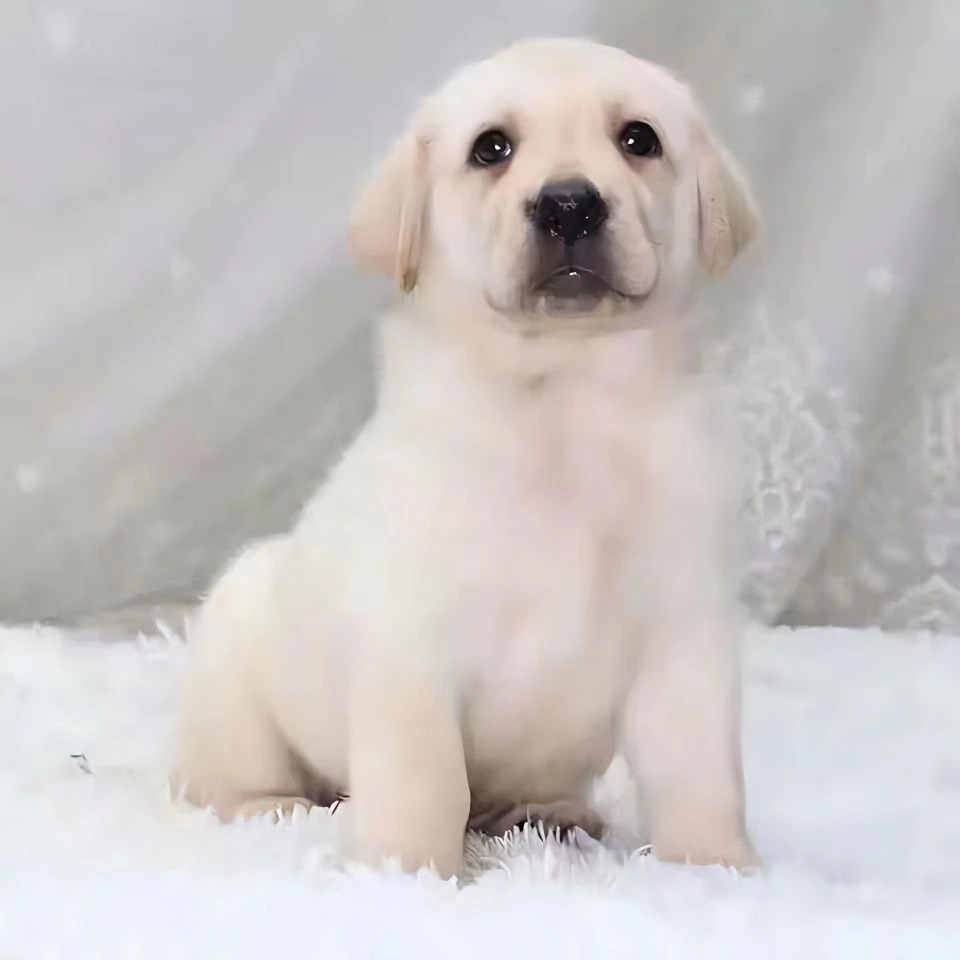 直播间挑选幼犬狗狗