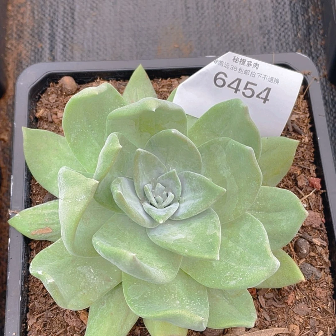 【闪购商品】苹果叶杂