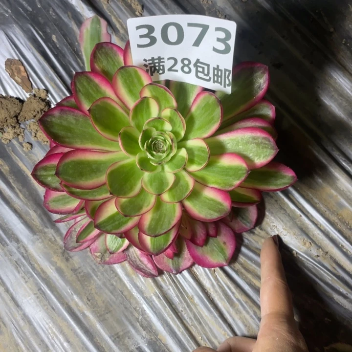末*星3073一号棚荔枝多肉J
