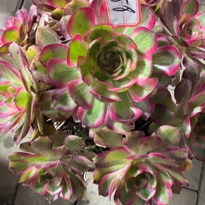 58号云荷法师多肉植物