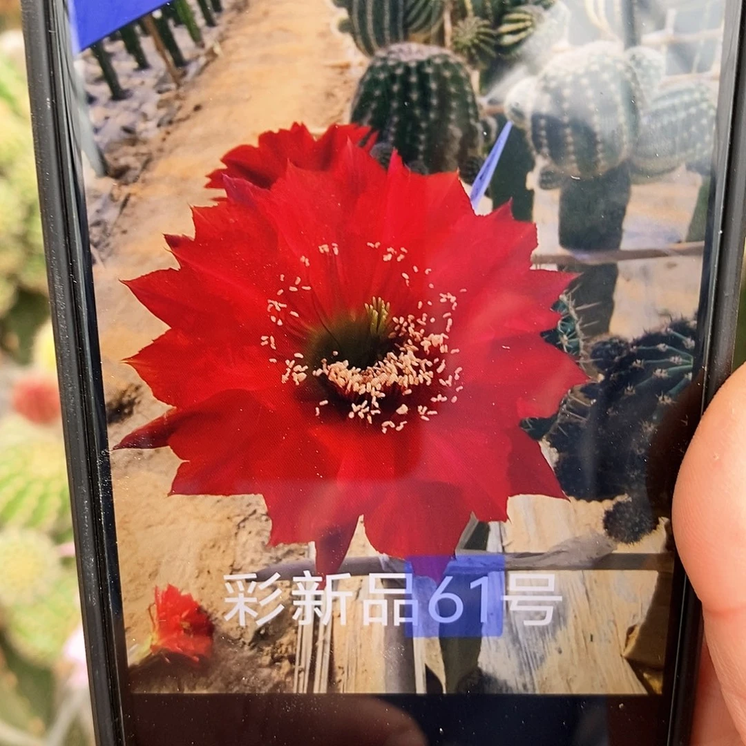 彩3-61侧芽5公分以上