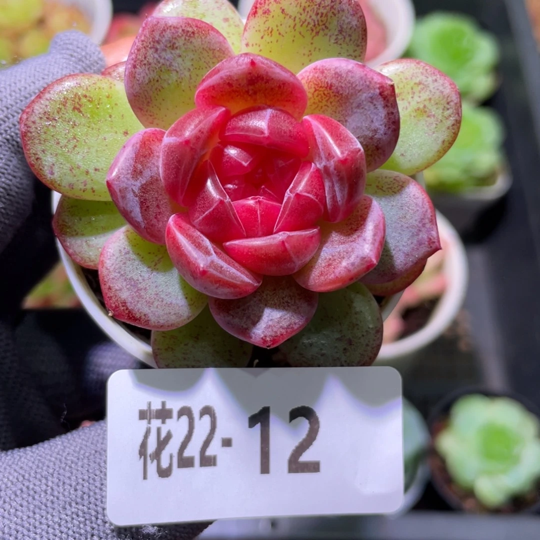 花利美22-12绯彤