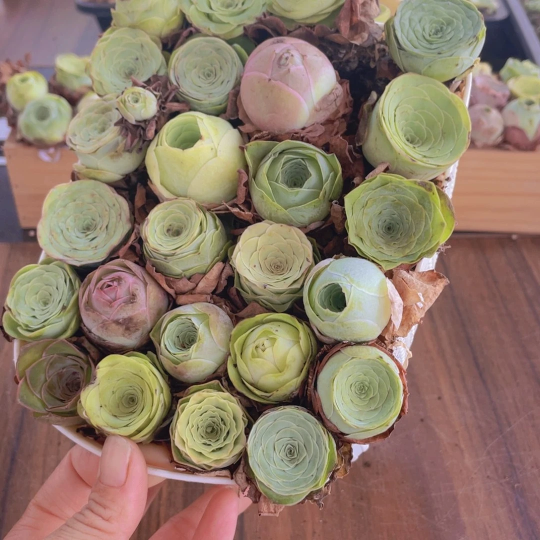 保底25颗以上量拍➕花篮888888