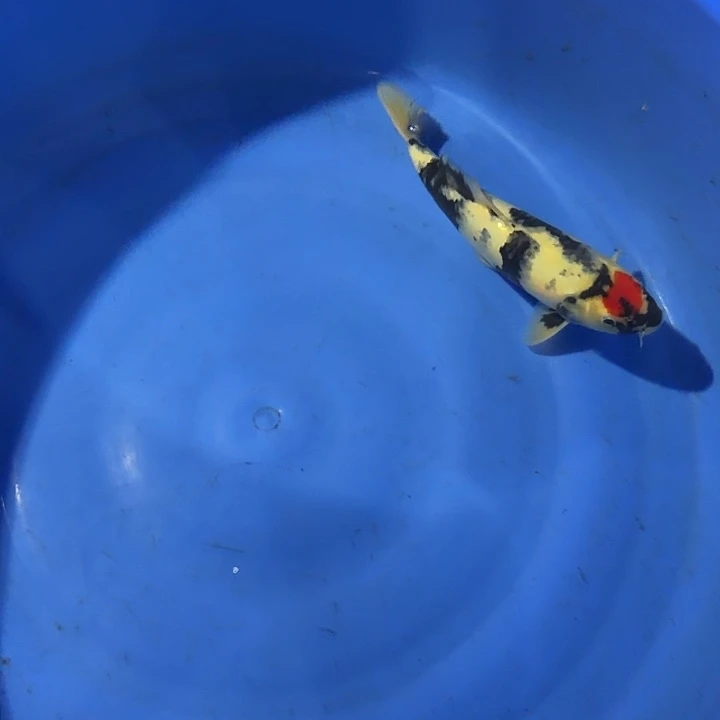 海水鱼昭和专拍链接