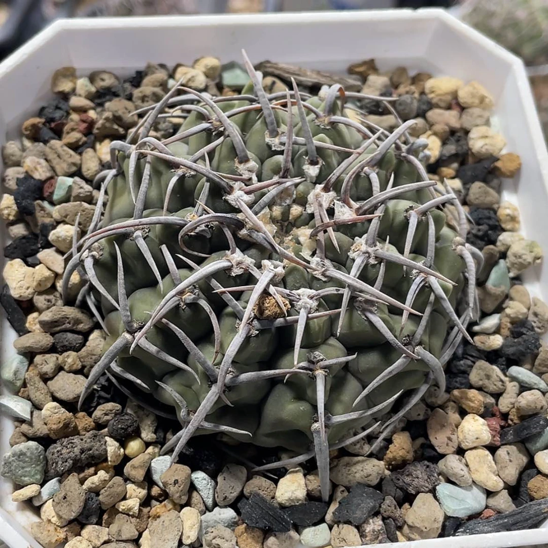 【闪购商品】三本刺实生66666