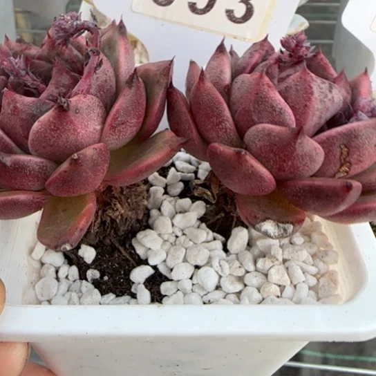 93黑水晶满18包邮多肉