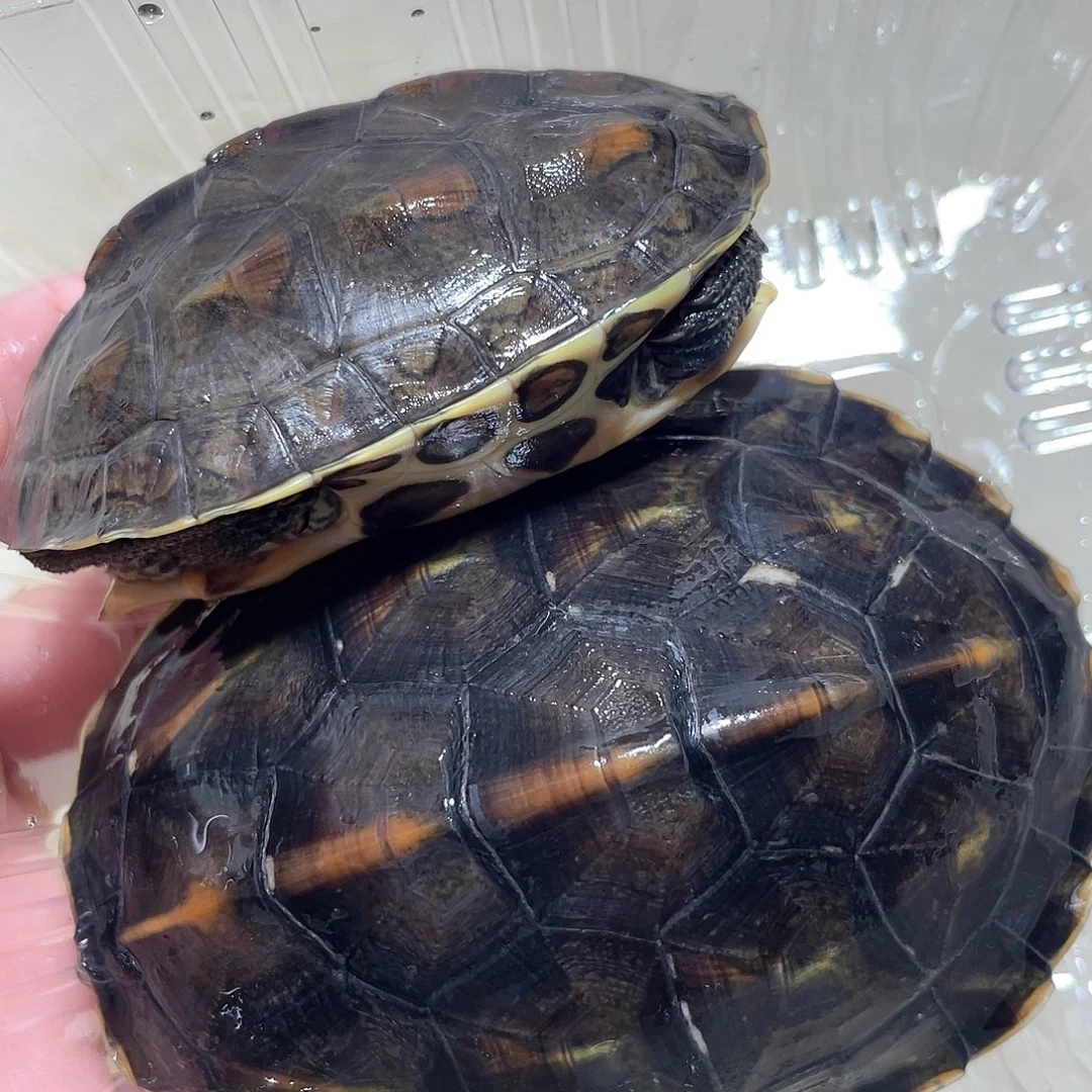 宠物龟不分公母2花龟1次品