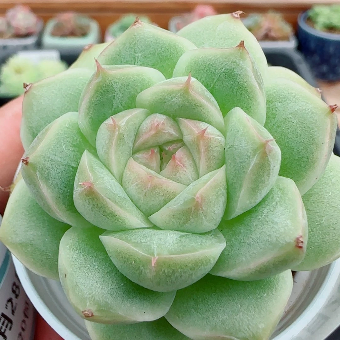 花语逸镜0928-77包子