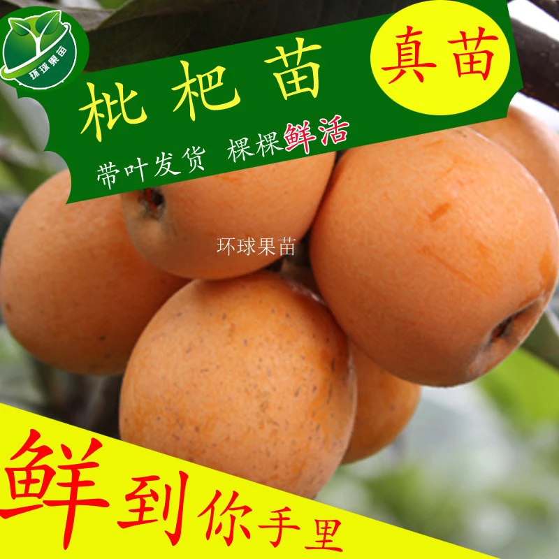 枇杷苗 大五星枇杷苗 带土带叶