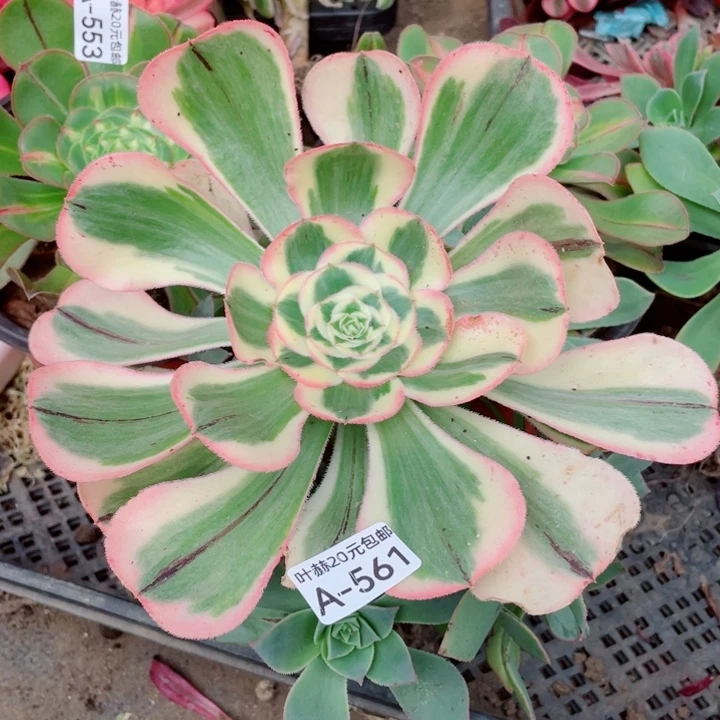 561王妃嫁接多肉1234578