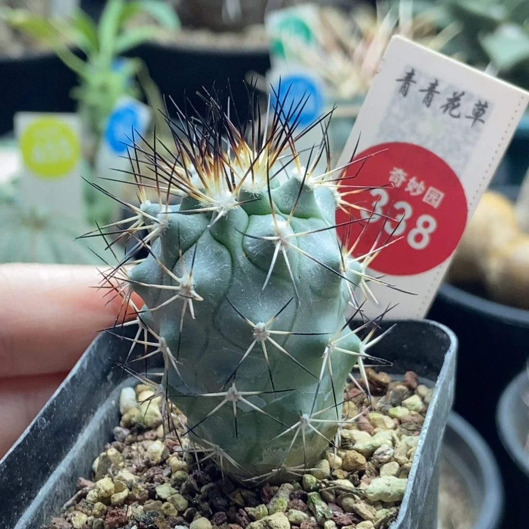 实生强刺黑枪玉一颗仙人球