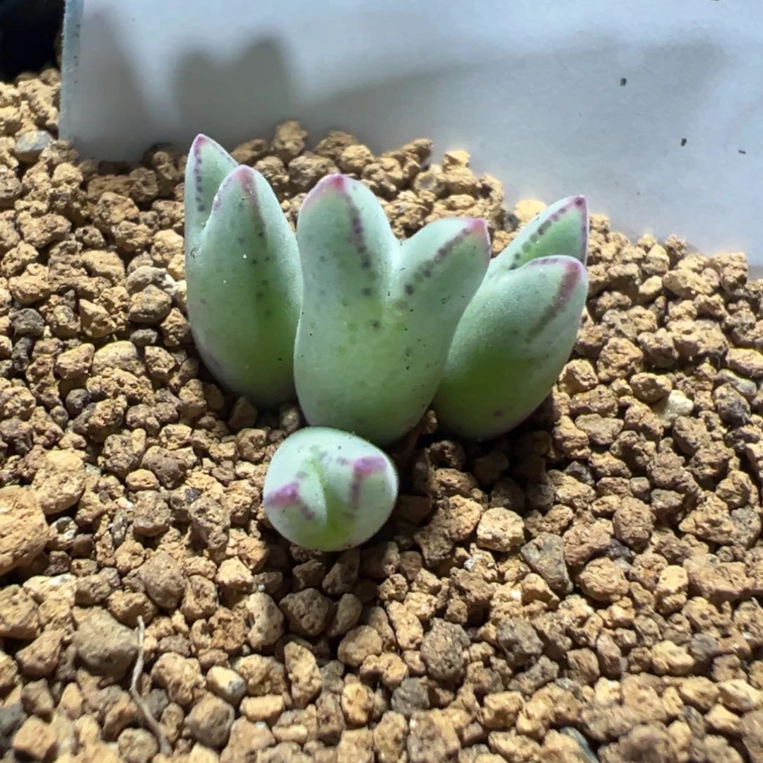 10-180肉锥多肉植物
