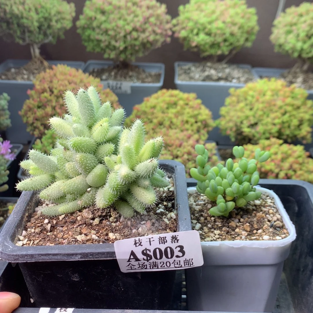 我****?003元宝雷童锦 。