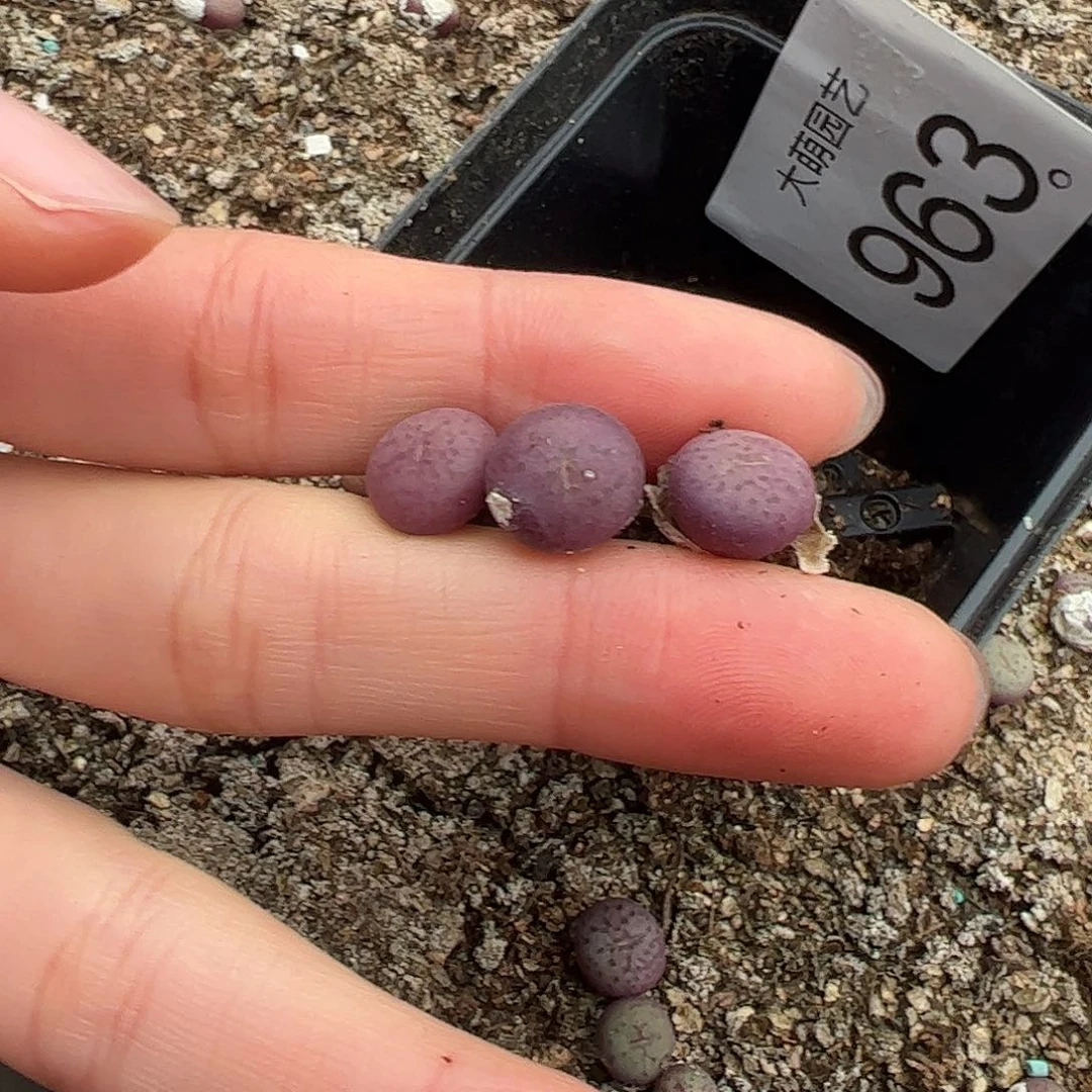 量拍以下3颗芒果蛋蛋。 963